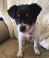 Vp Litter Rhianna - ADOPTED 04.30.16