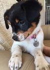 Vp Litter Rhianna - ADOPTED 04.30.16