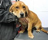 Wp litter - Watson - ADOPTED 5.19.16