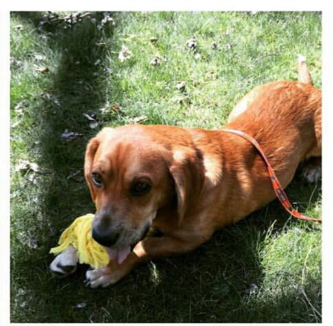 Wp litter - Watson - ADOPTED 5.19.16