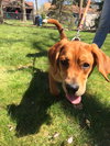Wp litter - Watson - ADOPTED 5.19.16