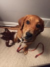 Wp litter - Watson - ADOPTED 5.19.16