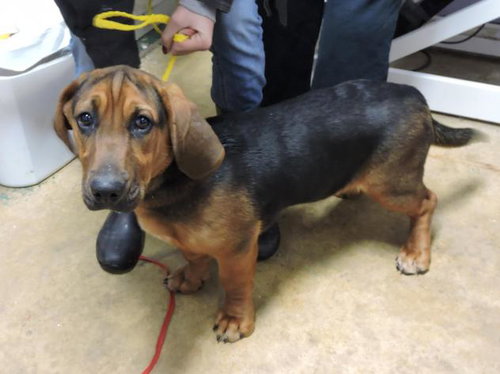 Wp Litter Bosley - ADOPTED 05.27.16