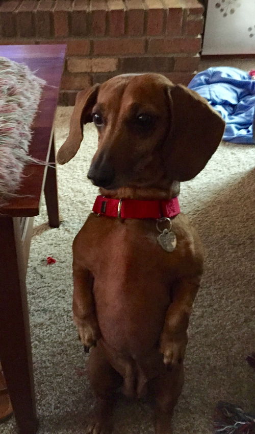 Margot - ADOPTED 05.07.16