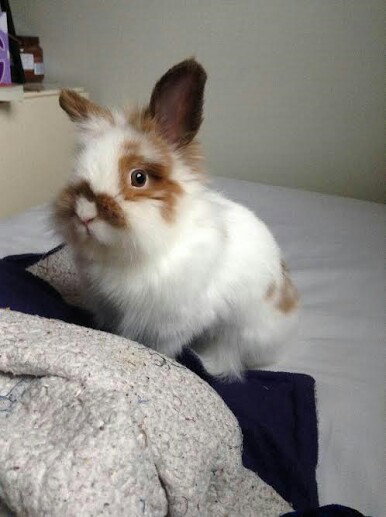 Pouf - ADOPTED