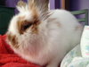 Pouf - ADOPTED