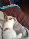 Pouf - ADOPTED