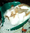 Pouf - ADOPTED