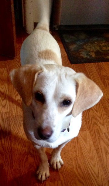 Scout - ADOPTED 6.23.16