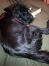 Zp Litter Minerva (Mom) - ADOPTED 08.06.16