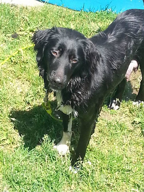 Zp Litter Minerva (Mom) - ADOPTED 08.06.16