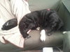 Zp Litter Minerva (Mom) - ADOPTED 08.06.16
