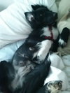 Zp Litter Minerva (Mom) - ADOPTED 08.06.16