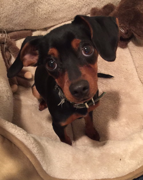 Arie - ADOPTED 06.24.16