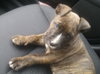 Kiki - ADOPTED 06.22.16