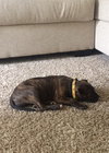 Kiki - ADOPTED 06.22.16