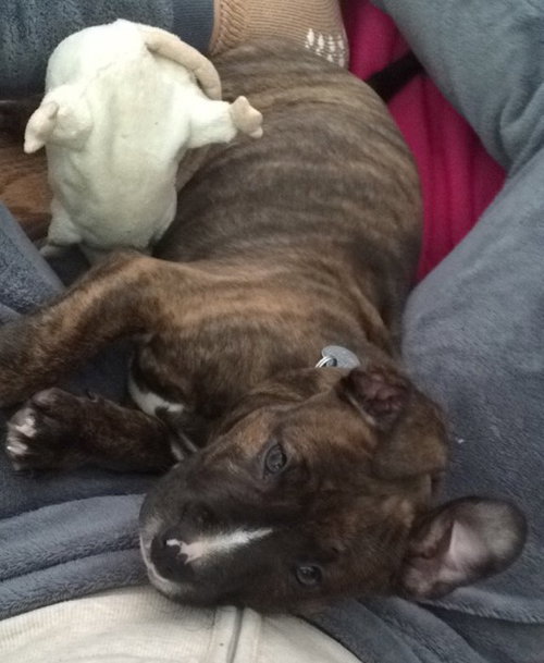 Kiki - ADOPTED 06.22.16