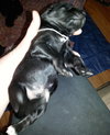 Zp Litter Dumbledore - ADOPTED 06.26.16