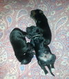 Zp Litter Dumbledore - ADOPTED 06.26.16