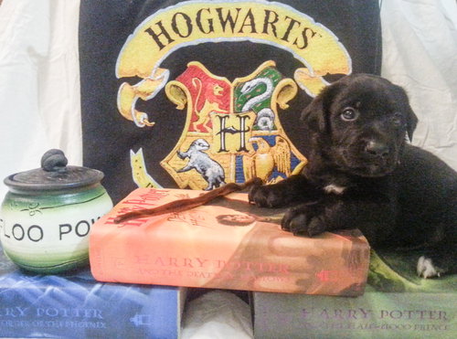Zp Litter Dumbledore - ADOPTED 06.26.16