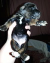 Zp Litter Nymphadora - ADOPTED 06.26.16