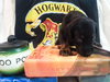 Zp Litter Nymphadora - ADOPTED 06.26.16