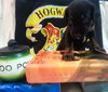Zp Litter Nymphadora - ADOPTED 06.26.16