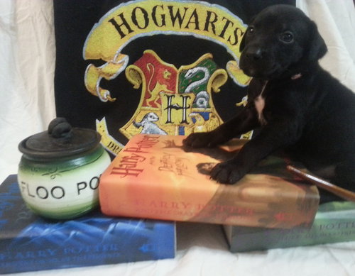 Zp Litter Hermione - ADOPTED 06.26.16