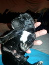 Zp Litter Hagrid - ADOPTED 07.16.16