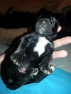 Zp Litter Hagrid - ADOPTED 07.16.16