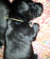 Zp Litter Hagrid - ADOPTED 07.16.16