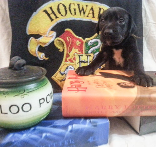 Zp Litter Hagrid - ADOPTED 07.16.16