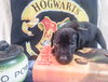 Zp Litter Hagrid - ADOPTED 07.16.16