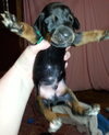 Zp Litter Snape - ADOPTED 08.04.16