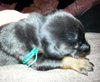 Zp Litter Snape - ADOPTED 08.04.16
