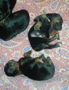 Zp Litter Snape - ADOPTED 08.04.16
