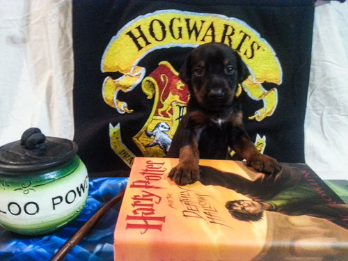 Zp Litter Snape - ADOPTED 08.04.16