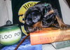 Zp Litter Snape - ADOPTED 08.04.16