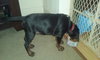 Zp Litter Snape - ADOPTED 08.04.16