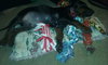Zp Litter Snape - ADOPTED 08.04.16
