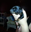 Zp Litter Neville - ADOPTED 06.26.16