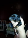 Zp Litter Neville - ADOPTED 06.26.16