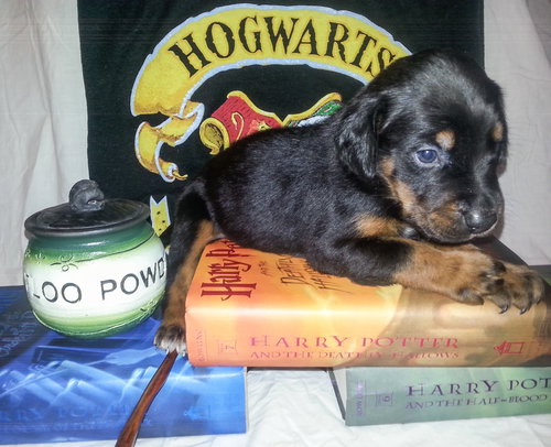 Zp Litter Neville - ADOPTED 06.26.16