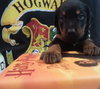 Zp Litter Neville - ADOPTED 06.26.16
