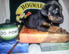 Zp Litter Neville - ADOPTED 06.26.16
