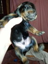 Zp Litter Potter - ADOPTED 06.28.16