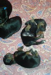 Zp Litter Potter - ADOPTED 06.28.16