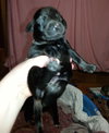 Zp Litter Lovegood - ADOPTED 06.29.16