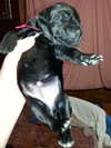 Zp Litter Ginny - ADOPTED 07.04.16