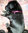 Zp Litter Ginny - ADOPTED 07.04.16